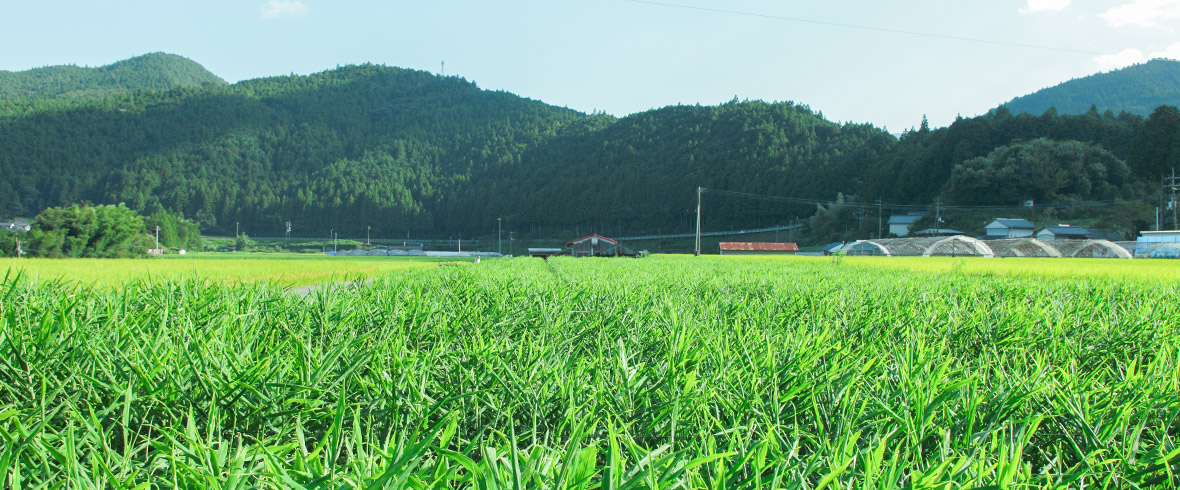 カワムラファーム近景